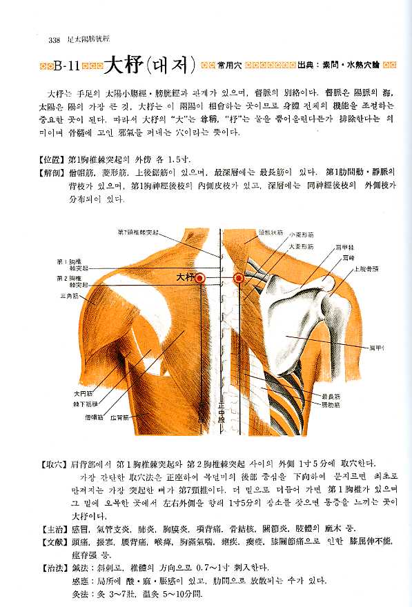 경혈학총서 [經穴學叢書] 경혈해부도