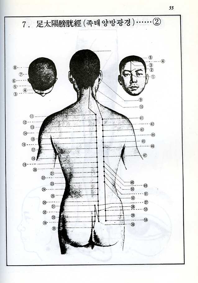 경혈학실습서[經穴學實習書]