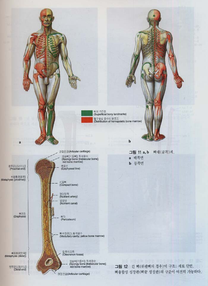 Sobotta 원색인체해부학 2Vols 13판번역