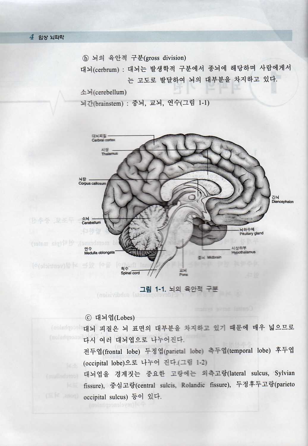 임상 뇌파학