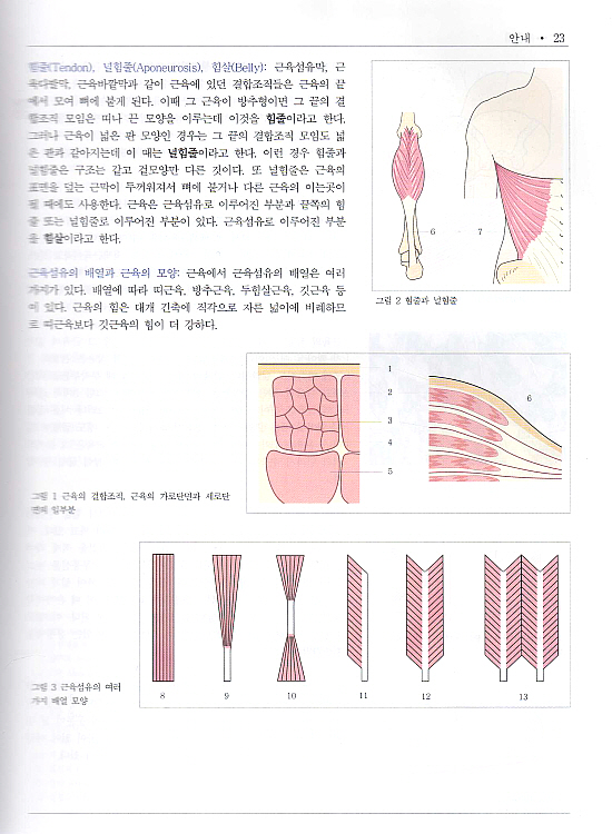 사람해부학 넷째판