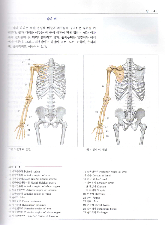 사람해부학 넷째판