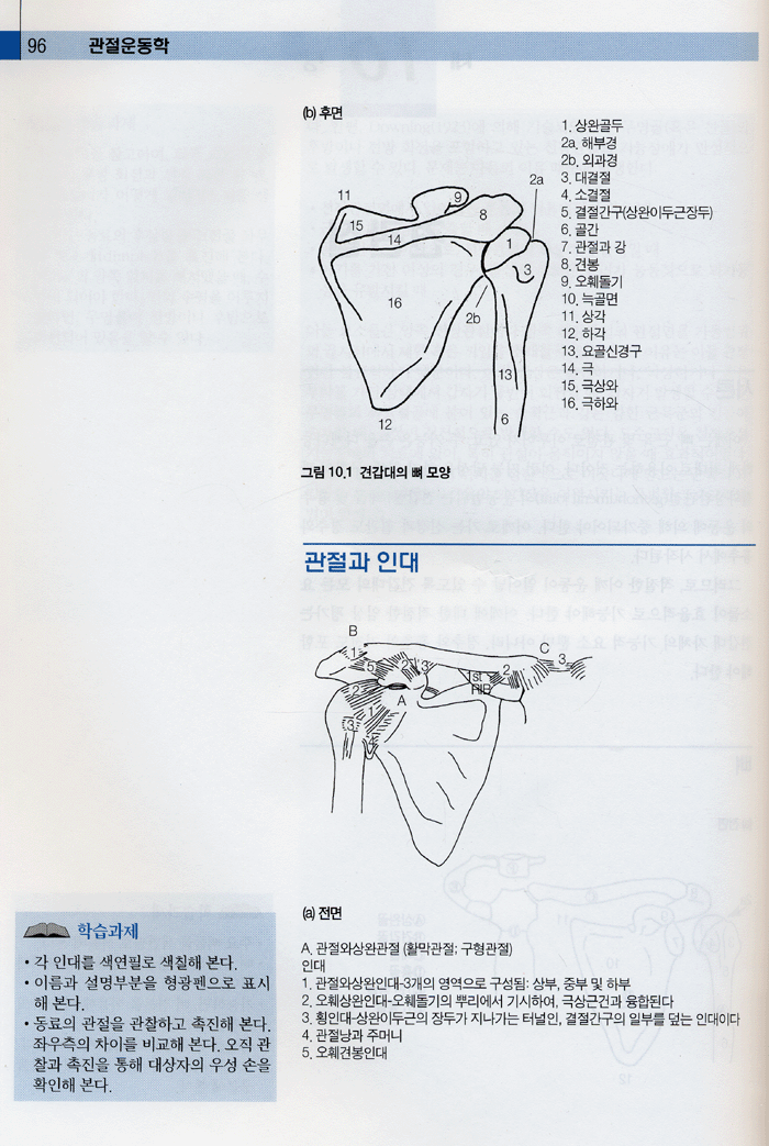 관절운동학