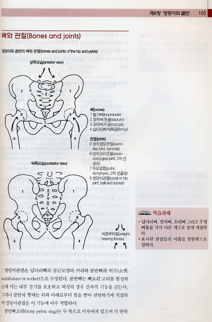 근육해부학