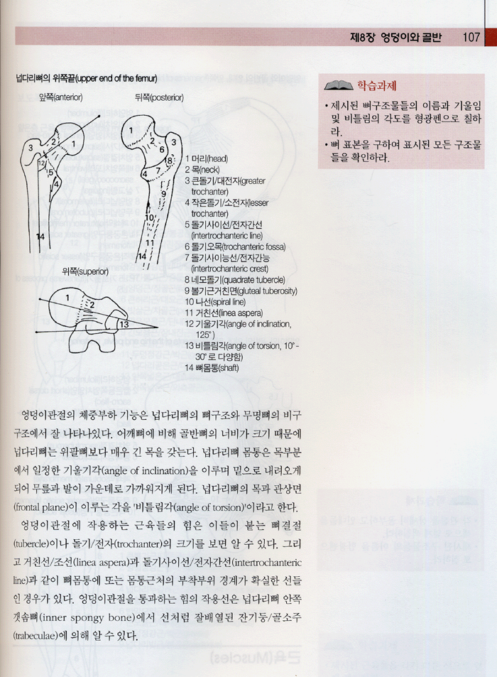 근육해부학