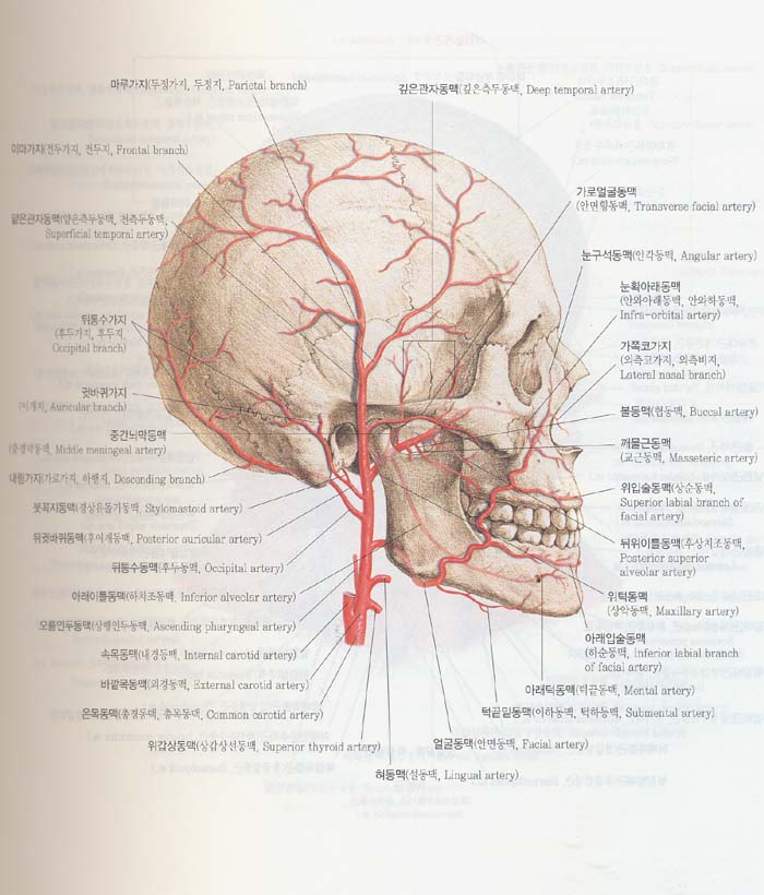 해부학용어 그림사전 Atlas of Human Anatomy