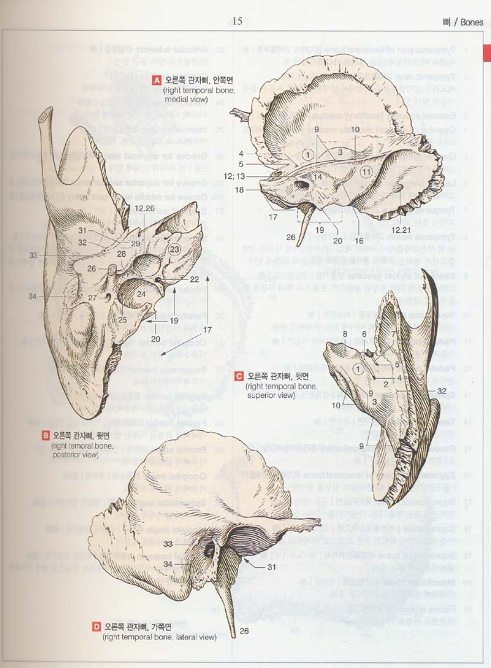 해부학용어 그림사전 Atlas of Human Anatomy