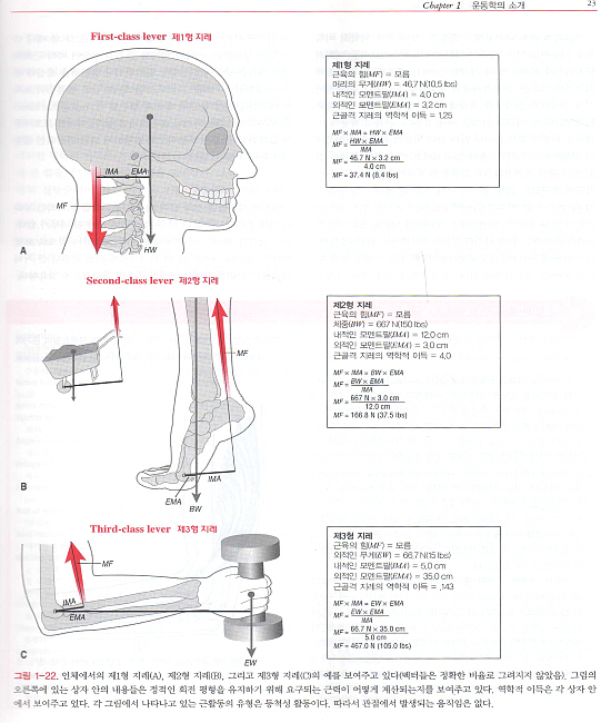 근골격계의 기능해부 및 운동학 : Kinesiology of the Musculosk - 구용어