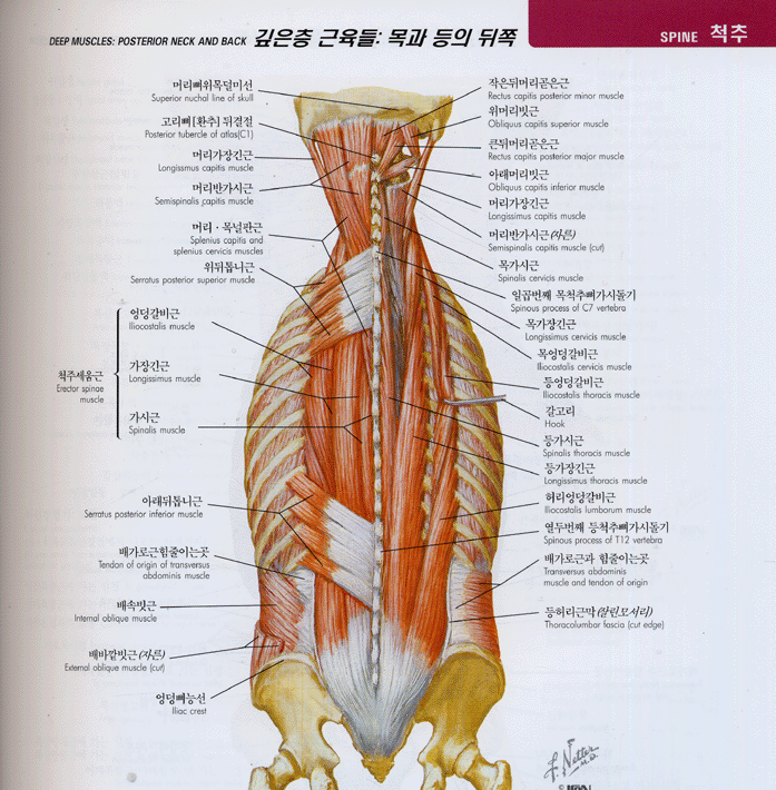 근골격계 간결해부학 Netter's