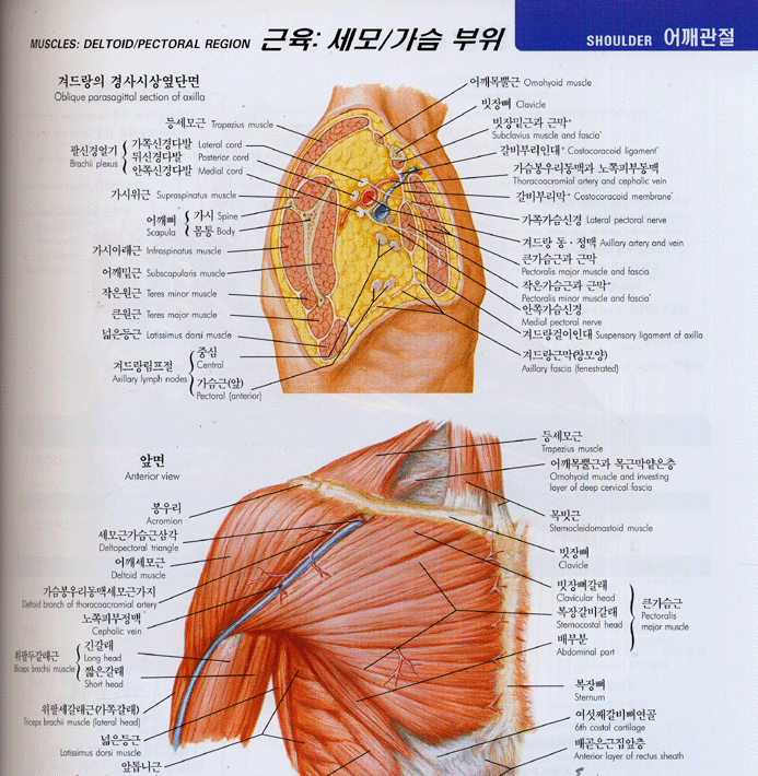 근골격계 간결해부학 Netter's