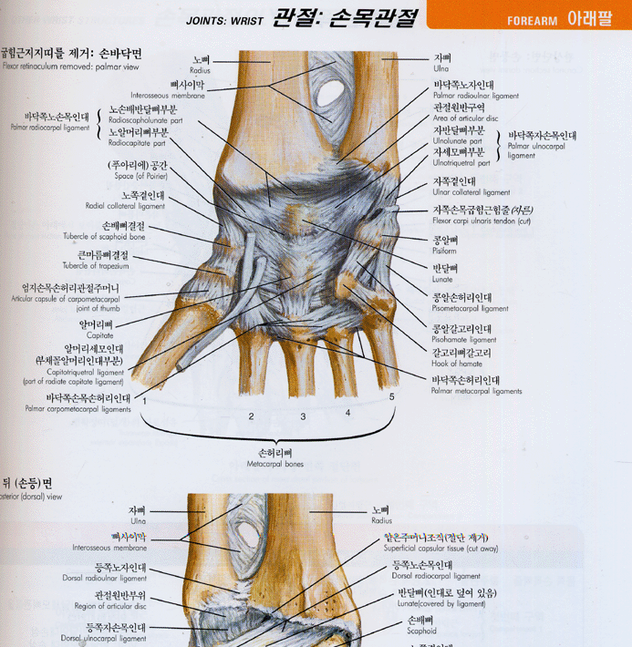 근골격계 간결해부학 Netter's