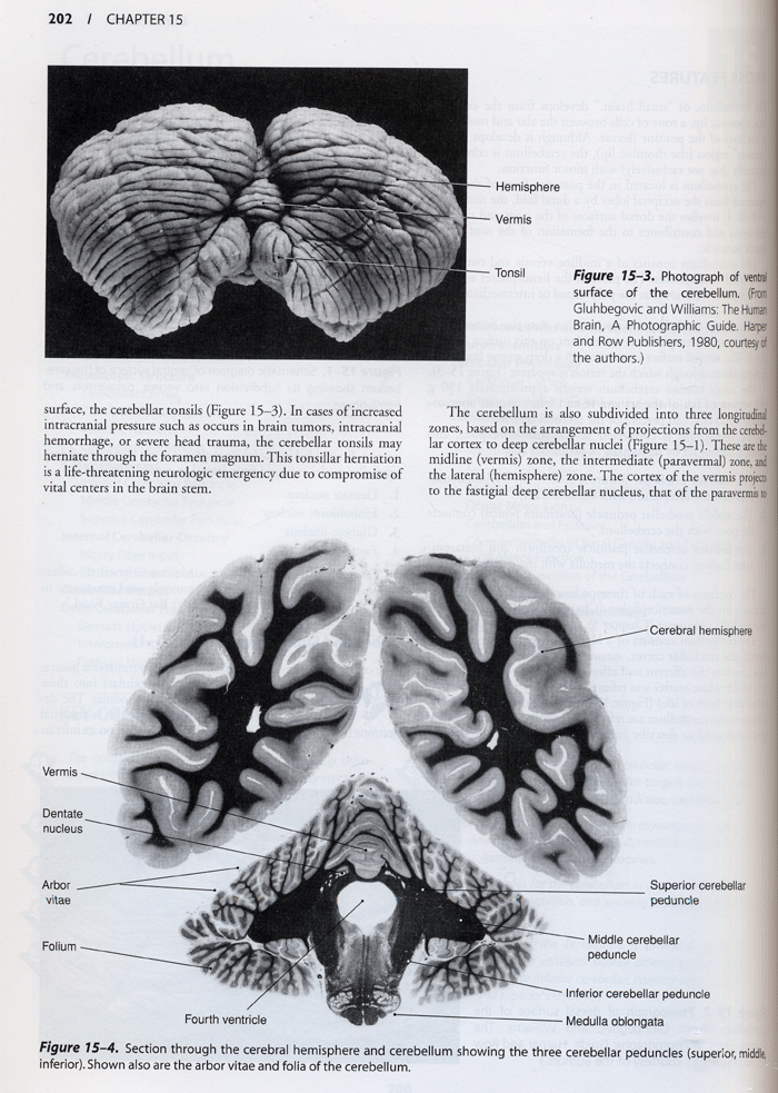 Functional Neuroanatomy,2/e