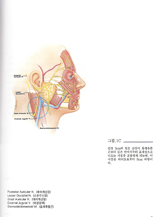 안면부 미용수술을 위한 안면 신경 Atlas