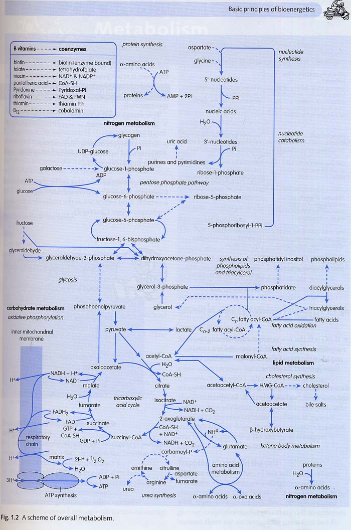 Crash Course: Metabolism and Nutrition,2/e