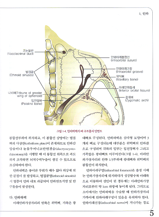 안성형학 제2판