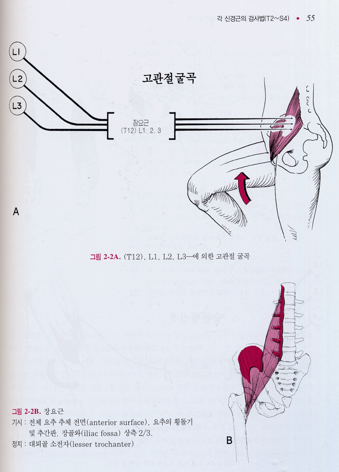 정형외과 영역에서의 신경학 - 그림으로 보는 신경학적 레벨의 진단을 위한 안내서