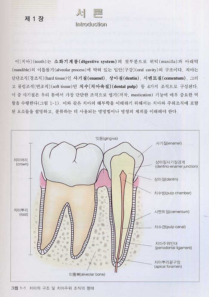 치아형태학