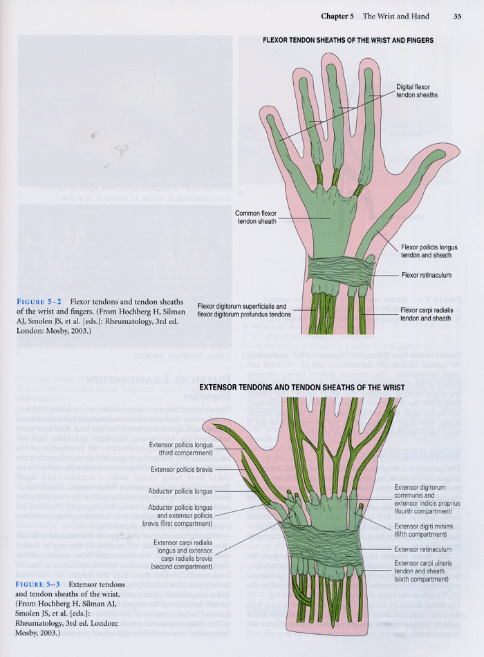 Musculoskeletal Examination and Joint Injections Techniques