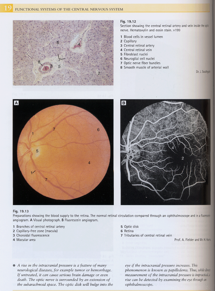 Color Atlas Of The Brain And Spinal Cord 2e