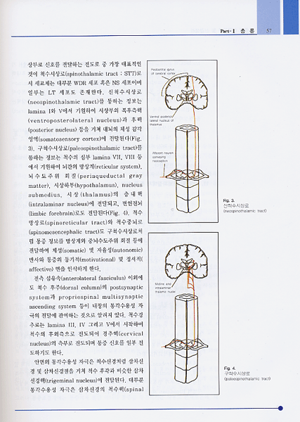 통증의 중재적 및 수술적 치료