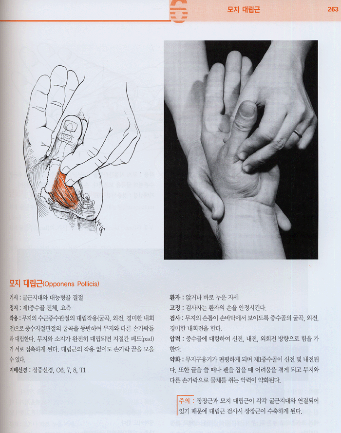 자세와 통증치료에 있어서 근육의 기능과 검사 5판