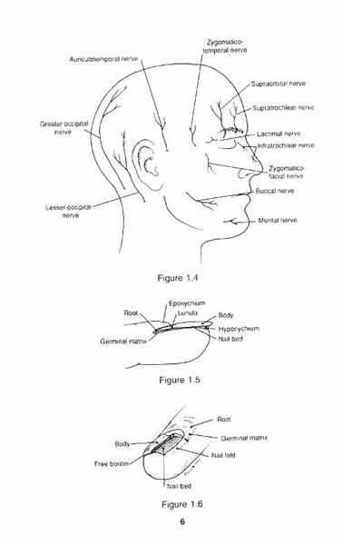 Surgical Anatomy and Technique 2th