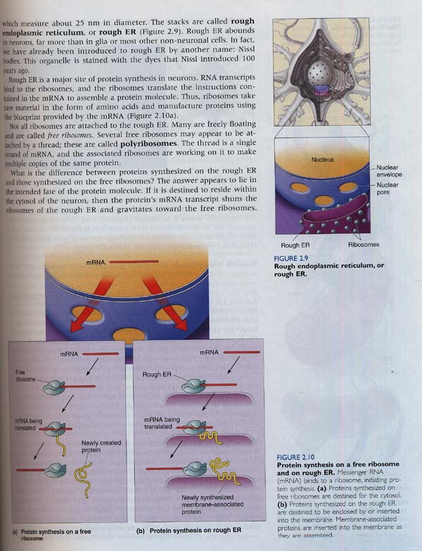 Neuroscience : Exploring the Brain (Book with CD-ROM) 3/e