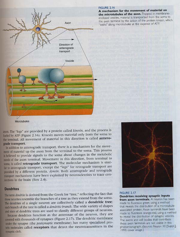 Neuroscience : Exploring the Brain (Book with CD-ROM) 3/e