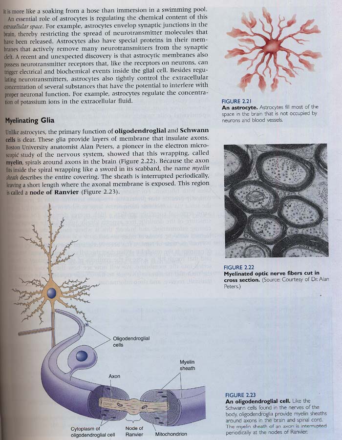 Neuroscience : Exploring the Brain (Book with CD-ROM) 3/e