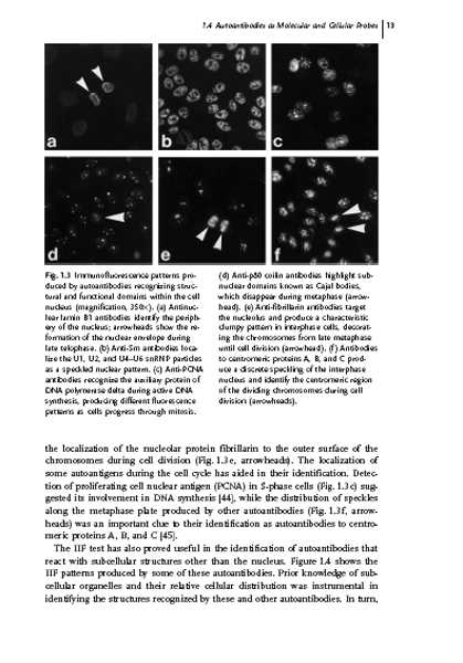 Autoantibodies and Autoimmunity : Molecular Mechanisms in Health and Disease