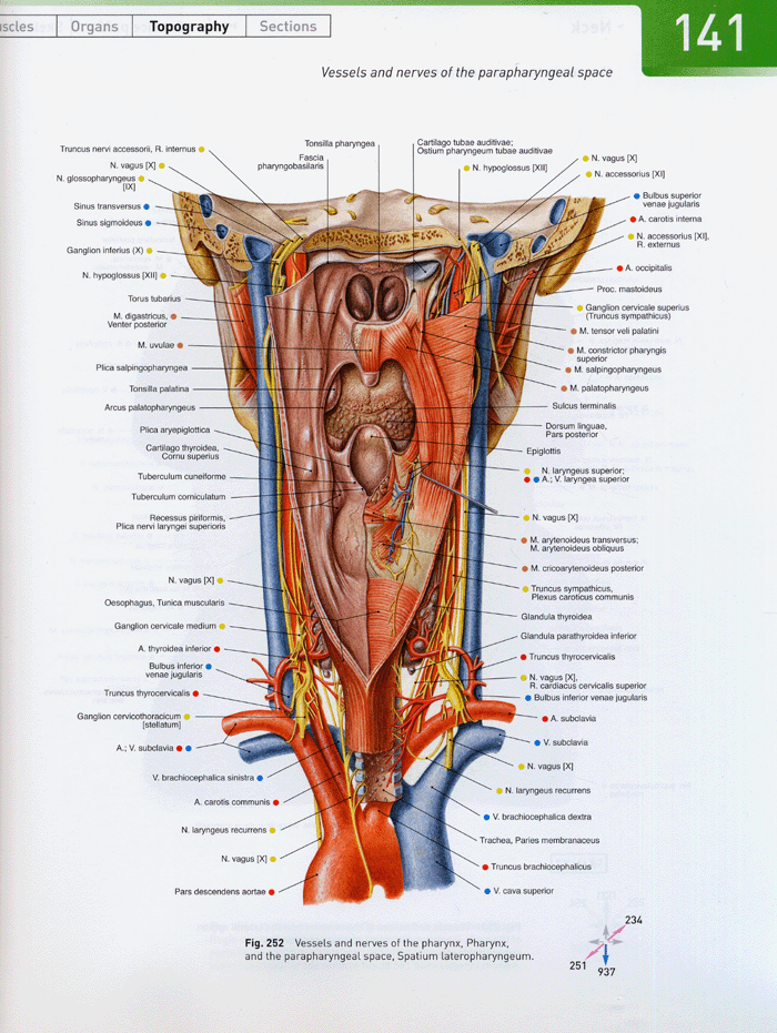 Atlas of Human Anatomy Voumle1,2 14/e