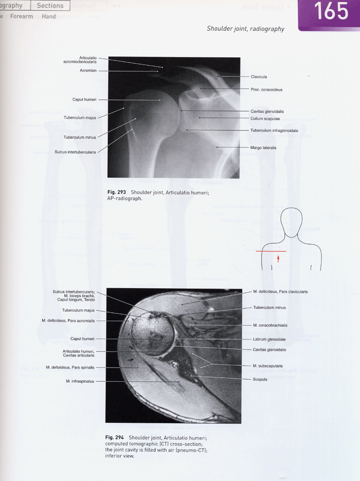 Atlas of Human Anatomy Voumle1,2 14/e