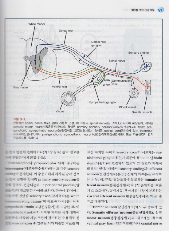 인체신경해부학 (제8판) : Barr's 번역판