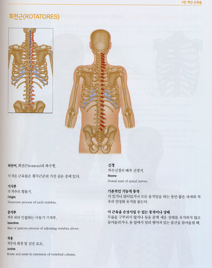 근골격해부학