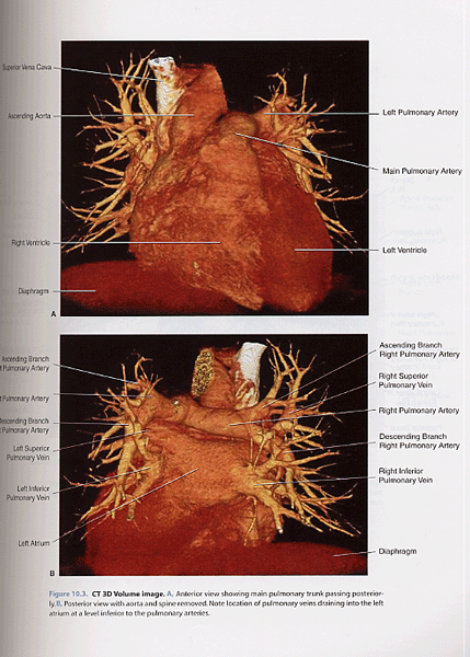 Atlas of Vascular Anatomy ,2/e