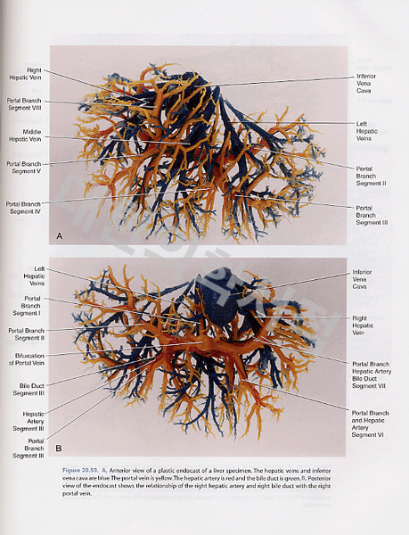 Atlas of Vascular Anatomy ,2/e