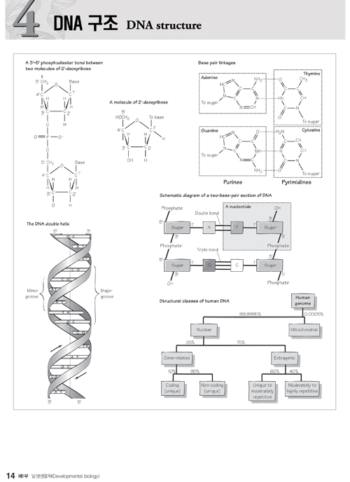 한눈에알수있는의학유전학:Medical Genetics at a Glance번역