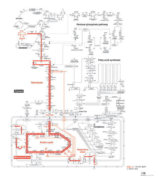 한눈에알수있는대사:Metabolism at a Glance,3/e번역