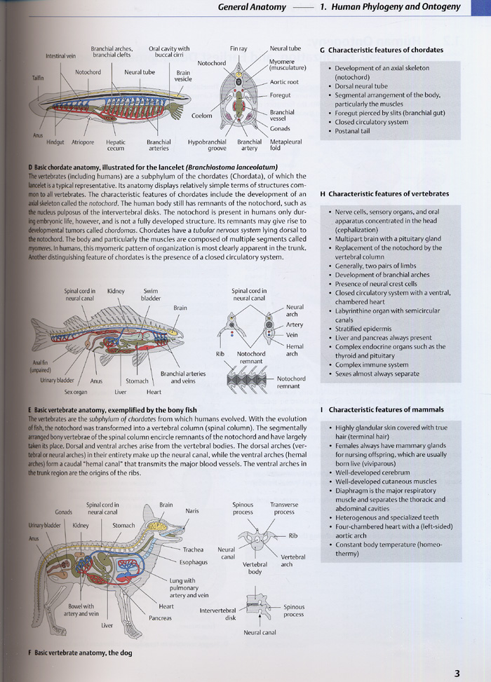 Atlas of Anatomy : General Anatomy and Musculoskeleta System (소프트카바)