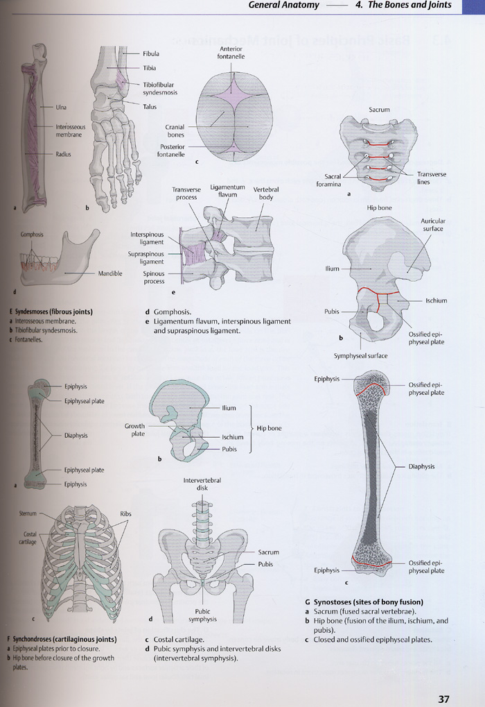 Atlas of Anatomy : General Anatomy and Musculoskeleta System (소프트카바)