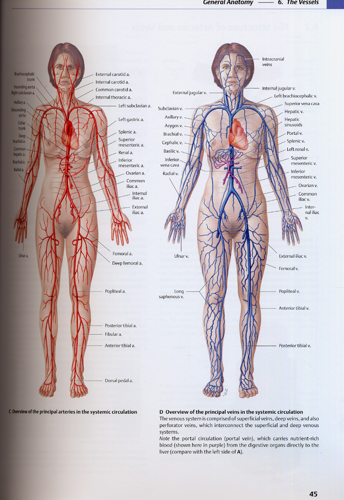 Atlas of Anatomy : General Anatomy and Musculoskeleta System (소프트카바)