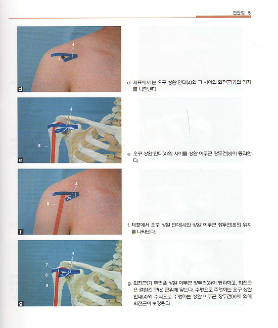 근골격계 질환의 이학적 검사 테크닉