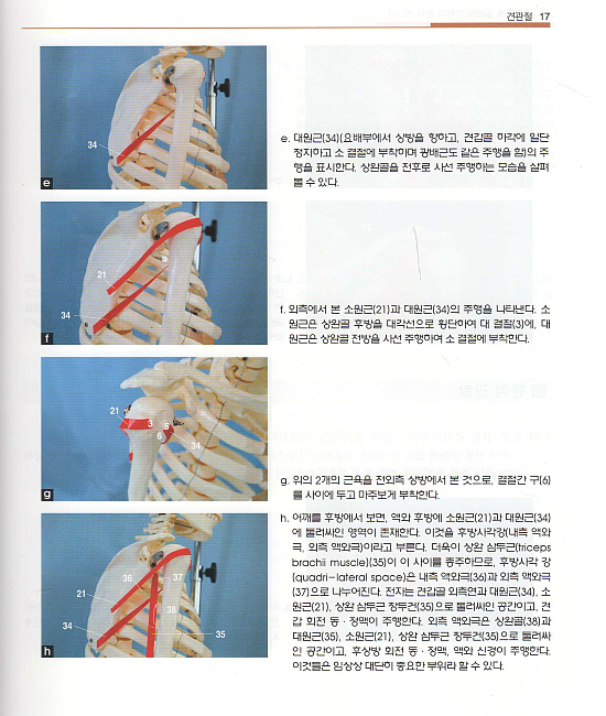 근골격계 질환의 이학적 검사 테크닉