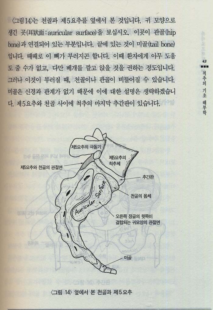 혼자서도 쉽게 배우는 척추교정 카이로프랙틱 (Home Chiropratic Handbook & Vidio Tape)