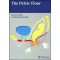 The Pelvic Floor - Theime