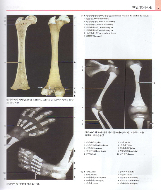 Color Atlas of Anatomy : 우리 몸의 해부사진 연구 (여섯째판)