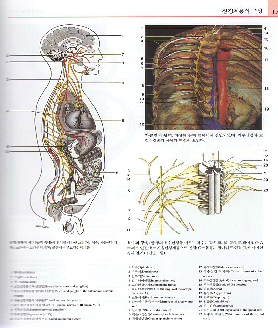 Color Atlas of Anatomy : 우리 몸의 해부사진 연구 (여섯째판)