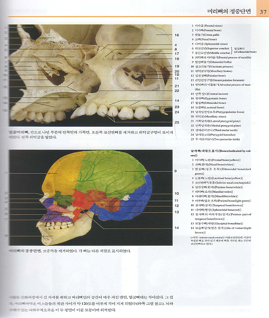 Color Atlas of Anatomy : 우리 몸의 해부사진 연구 (여섯째판)