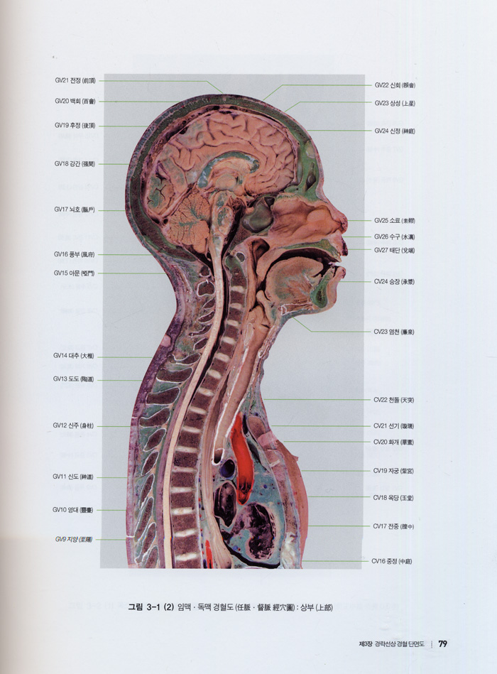 임상경혈단면해부도해 - 바른 취혈, 심도와 침향 탐색을 위한
