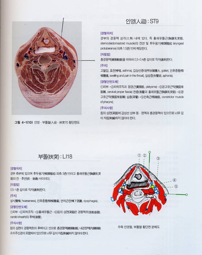 임상경혈단면해부도해 - 바른 취혈, 심도와 침향 탐색을 위한